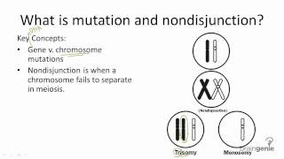 945 Mutations and Nondisjunction [upl. by Maynard]