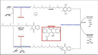 All About Warfarin  Mechanism of Action [upl. by Searby]