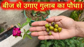 बीज से गुलाब कैसे उगाए  How to grow rose from seed in hindi  Grow rose from seed  gulab ka podha [upl. by Alimaj]