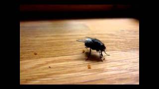 Calliphora vicina [upl. by Cohin]