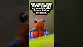 Ever Heard THIS Word The Poison Frog Will Show You  shorts animals facts [upl. by Ielarol505]