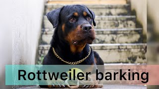 Rottweiler barking rottweiler guarddog rotterdam dog petlover doglover new puppy [upl. by Neelac]