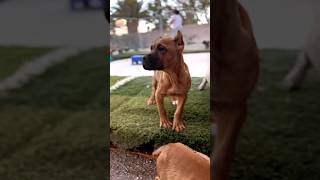 Canecorso Pups on the moves again 🐾 [upl. by Mulford173]