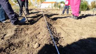 TUTORIAL HUERTO  TÉCNICA DE CULTIVO EN CABALLÓN 31 Hacer los caballones con la azada [upl. by Garv]