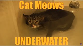 Cat Meows Underwater ORIGINAL VIDEO [upl. by Edee]