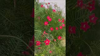 Diy Cypress vine topiary [upl. by Waine965]