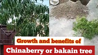 chinaberry tree growth and benefits of chinaberry or bakain treeHow to Grow bakain tree [upl. by Pevzner]