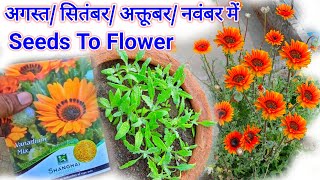 Vanadium बीज अगस्त मे लगाएं WITH FLOWER UPDATE  Vanadium From Seeds How To Grow [upl. by Sorvats]