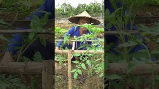 Growing and harvesting vegetables farming dailyfarmlife farmliving garden gardening [upl. by Opiuuk]