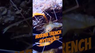 Mystery of Mariana Trench trending viralvideo shorts ocean mariana water [upl. by Afihtan]