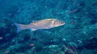 Dicentrarchus labrax European seabass [upl. by Nnaylime]