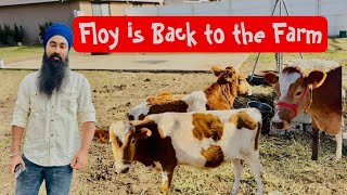 Floy is back to the Farm  ਨਵੀਂ ਗਾਂ ਨੂੰ ਨੱਥ ਪਾਈ 🐄 [upl. by Shult]