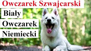 Owczarek Szwajcarski  Biały Owczarek Niemiecki [upl. by Toll]