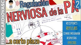 REGULACIÓN NERVIOSA de la PA a Corto Plazo Control Rápido de la PA Fisiología Cardiovascular2 [upl. by Ander]