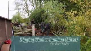 How to dig Timber Bamboo [upl. by Consuela588]