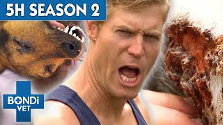 5 Hours of Full Episodes  Bondi Vet Complete Season 2  Bondi Vet [upl. by Terri]