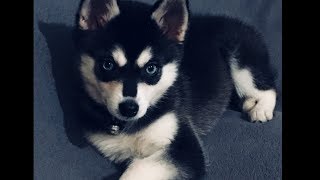 Alaskan Klee Kai Mini Husky France [upl. by Einot62]