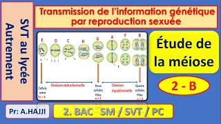 Etapes de la méiose transmission de linformation génétique par reproduction sexuée [upl. by Susie]