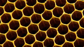 Why do bees build hexagonal honeycombs  Forces of Nature with Brian Cox Episode 1  BBC One [upl. by Yorke]