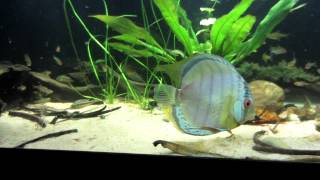 Royal Spotted Green Discus Putumayo and Blueface Heckel Discus Eating [upl. by Varuag]