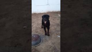 Rottweiler Puppy Training  🐕🐕 [upl. by Ane]