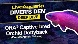 LiveAquaria® Diver’s Den® Deep Dive ORA® Captivebred Orchid Dottyback Pseudochromis fridmani [upl. by Retsevlys]