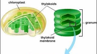 SITE OF PHOTOSYNTHESISTHYLAKOID amp GRANA  PHOTOSYNTHESIS IN HIGHER PLANTS CLASS XI NCERTNEET [upl. by Winthrop]