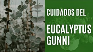 Cómo mantener un Eucalyptus gunnii en maceta [upl. by Oker]