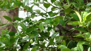 TailorBird Captured by Kamlesh Sharma PRODungarpur [upl. by Rosemaria]