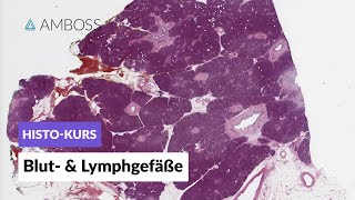 Histologie von Blutgefäßen und Lymphgefäßen  Mikroskopische Anatomie  AMBOSS Video [upl. by Gilson898]