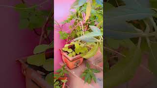 So beautiful flower plants darding plant trending short viral [upl. by Roch375]