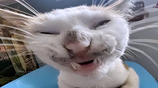 FUNNY CATS MEMES COMPILATION V10 [upl. by Pangaro]