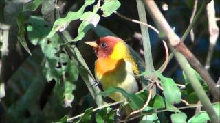 Hemithraupis ruficapilla  Saíraferrugem  Rufousheaded Tanager [upl. by Ahselrac244]