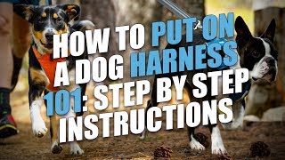 How to Put On a Dog Harness StepbyStep Instructions [upl. by Lemmor394]