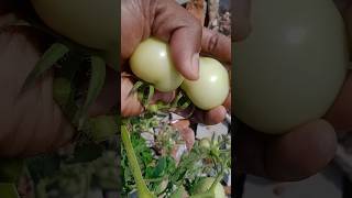 Lets Grow Cherry Tomato at home organic organicgardening [upl. by Donohue]