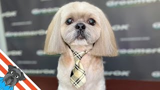 Stunning Shih Tzu Transformation  Calm Grooming Session Revealed [upl. by Lashondra]