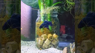 this is ACTUALLY big enough for betta fish  Fish Tank Review 169 [upl. by Rolyt236]