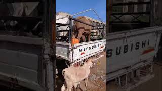 Nigeria bokolo breed SOKOTO GUDALI exported to Ghana [upl. by Badr966]