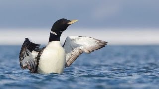 Through the Lens Yellowbilled Loon [upl. by Oag]