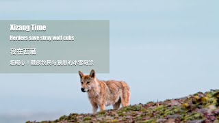 Xizang Time｜Herders save stray wolf cubs [upl. by Nowtna]