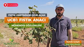 Ucb 1 Aşılı Fıstık Bahçesi  Gaziantep  Agrolidya Tarım AŞ Ucb1FıstıkAnacı AntepFıstığı Tarım [upl. by Dazhahs]