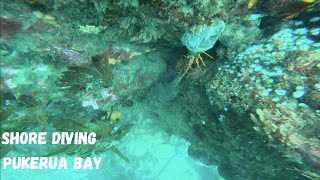 AWESOME SHORE DIVE  WELLINGTON WEST COAST [upl. by Amoritta103]