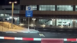 新千歳空港のキタキツネ A red fox at New Chitose Airport Hokkaido [upl. by Skip]