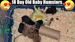 😍 18 Day Old Baby Hamsters Eating Veggies 😍 [upl. by Gnus]