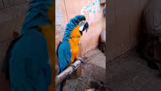 Macaw Parrot Price In Pakistan [upl. by Downall]