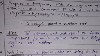 Preparation Of TS of Nerium Leaf  Temporary Slide Practical  Xerophytes  Practical Botany SEM 3 [upl. by Trici]