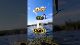 Can Electric Eel Really Take Down a Shark [upl. by Haidedej]