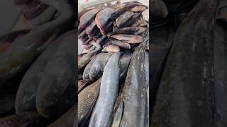 Belathur sagar fish fish fishingequipment viralvideo shorts viralvideo youtubeshorts bigfish [upl. by Ynohtna]