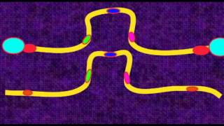 GENETICS 3 CHROMOSOMES PERICENTRIC PARACENTRIC INVERSIONS [upl. by Kynthia146]