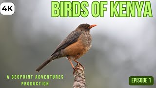 BIRDS OF KENYA  EPISODE 1 [upl. by Fidellia]